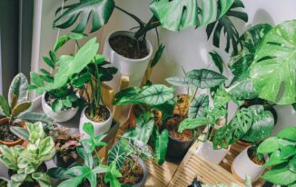 Miejska dżungla w Twoim domu: Jak wprowadzić rośliny do wnętrza, które ożywią każdy pokój