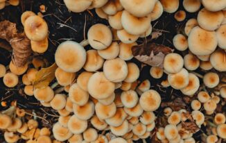 Hoduj meble z grzybni: ciche, lekkie i biodegradowalne wyposażenie domu (DIY + case study)